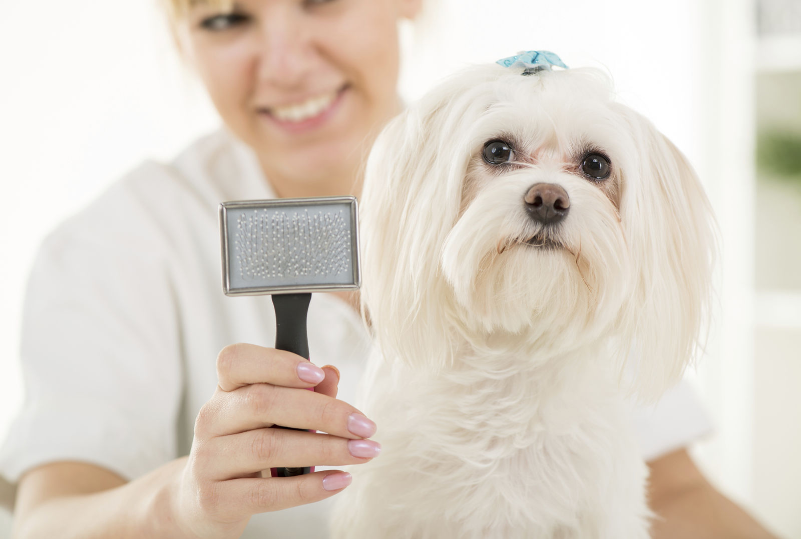 Peluquería canina